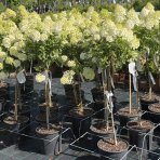 Hortenzia metlinatá (Hydrangea paniculata) ‘MAGICAL MATTERHORN’ - výška 80-100 cm, kont. C10L - NA KMIENKU